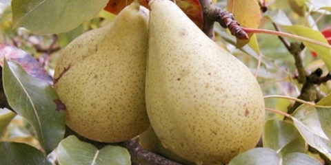 Lekovita sorta kruške: fotografija i opis