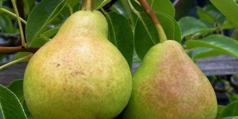 Omiljena sorta kruške yakovlev: recenzije