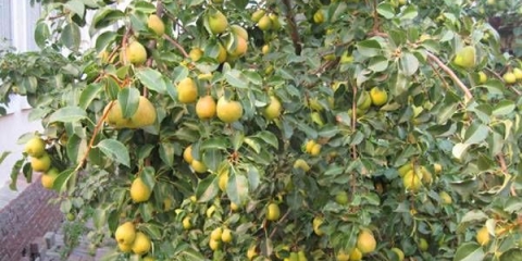 Sorta kruške severyanka