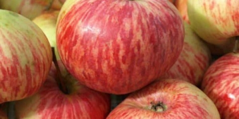 Sorta smeđe jabuke (cimet prugasta) - opis sorte