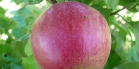 Raznolikost jabuka poklon grofu: fotografija i opis, recenzije