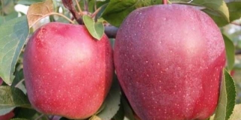 Red delicious sorta jabuka