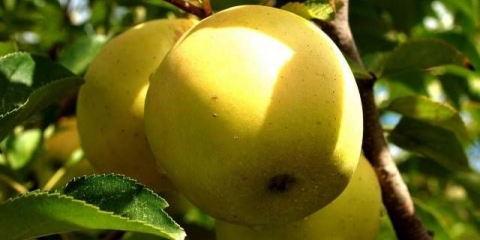 Sorta jabuke golden delicious: fotografija, oprašivači