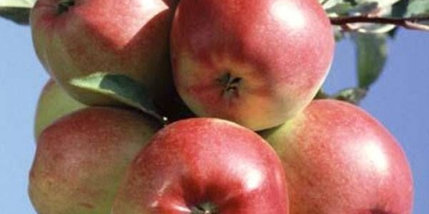 Sorta stabla jabuke ligol: fotografija i opis sorte