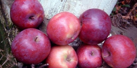 Sorta jabuke lobo: fotografija i opis sorte