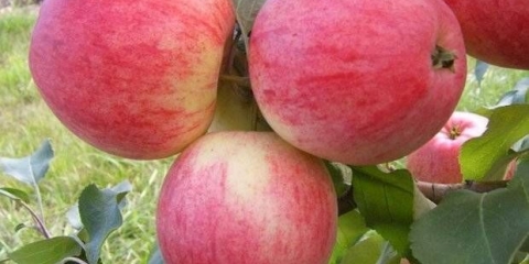 Jabuka sorta plućnjaka: fotografija i opis sorte