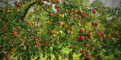 Sorta jabuke srebrna kopita