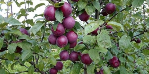 Sorta jabuke spartan: fotografija i opis sorte