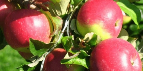 Sorta jabuke wellsey: fotografija i opis, recenzije