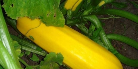 Sorta tikvica žuto-plodna