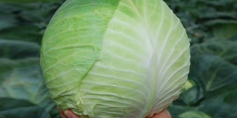 Sorta kupusa centurion