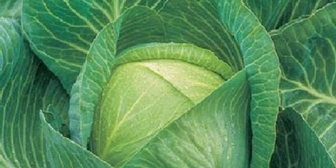 Sorta kupusa quilaton: recenzije, opis, sadnja i njega