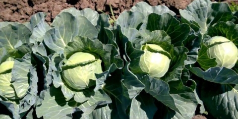 Sorta kupusa kolya: karakteristike, sadnja i njega, recenzije