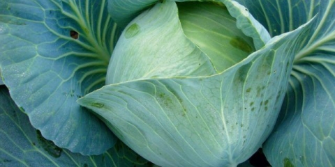 Prestiž sorte kupusa: opis, sadnja i njega, recenzije, fotografije