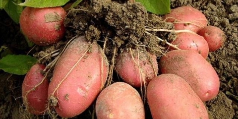 Sorta krompira bellarosa: karakteristike + fotografija