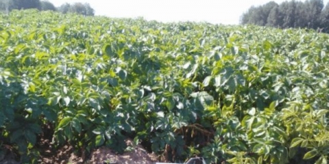 Sorta krompira madeira: karakteristike, fotografije, recenzije