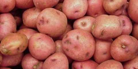 Sorta krompira slavyanka: fotografija i opis