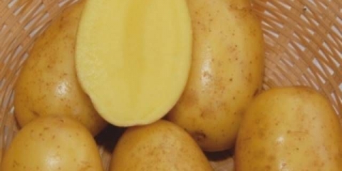 Sorta krompira vega: karakteristike, recenzije