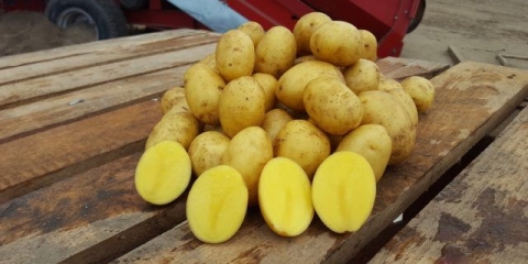 Sorta krompira wendy: recenzije i karakteristike