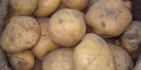 Sorta krompira zoračka: karakteristike, recenzije