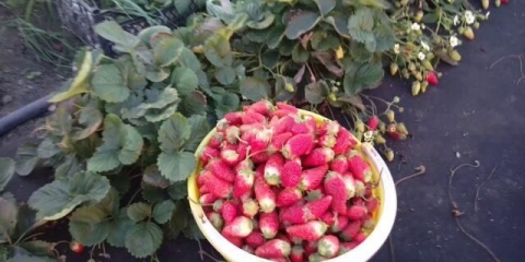 Raznolikost paklenih jagoda: opis, fotografije i recenzije