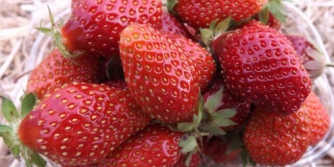 Sorta jagoda allegro: opis, fotografija i recenzije