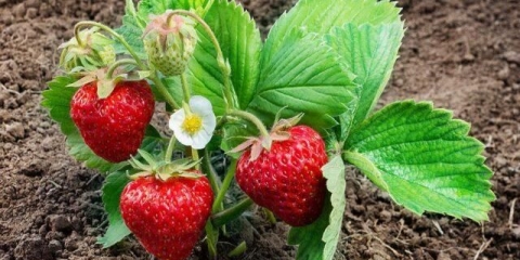 Sorta jagoda belrubi: opis, fotografije i recenzije