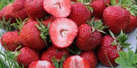 Sorta jagoda florentina (florentina): fotografija, opis i recenzije