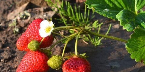 Sorta jagoda mariget (marigeta): fotografija, opis i recenzije