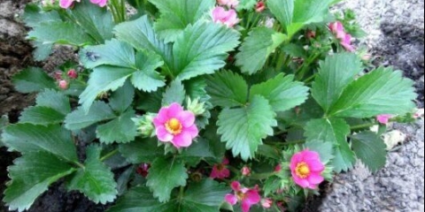 Romantika sorte jagoda: fotografija, opis i recenzije