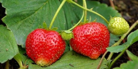 Sorta jagoda symphony