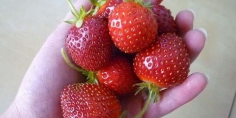 Slatka sorta jagoda f1: opis, fotografija, recenzije