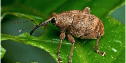 Sorta jagoda velike britanije: fotografija, opis i recenzije