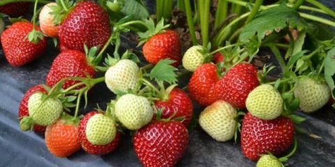 Sorta jagoda vivara: opis, fotografije i recenzije