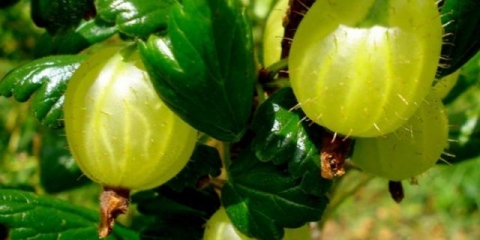 Sorta ogrozda altai numerisana: karakteristike i opis sorte