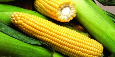 Sorta kukuruza rani gurmanski 121