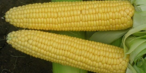 Trofejna sorta kukuruza f1