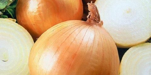 Klasična sorta luka: opis i fotografija