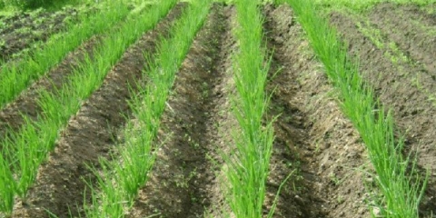 Raznolikost setova luka rosanna (rossana): karakteristike, opis, recenzije