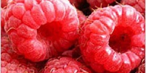 Sorta maline briljantna: fotografija i opis sorte