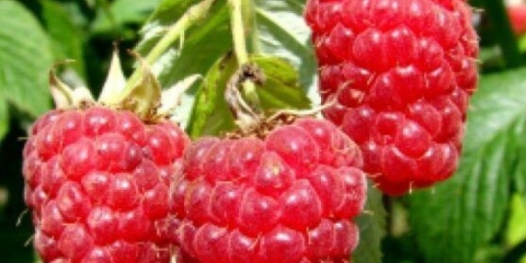 Div sorte maline: opis sorte, fotografije, recenzije