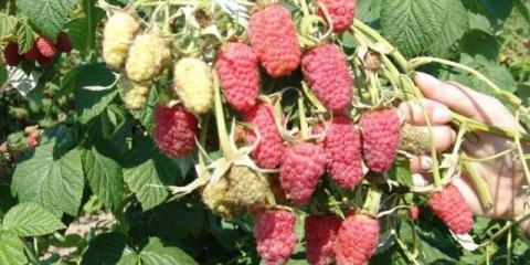 Ljepota sorte maline rusije: fotografija i opis