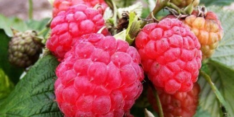 Sorta maline octavia (octavia): fotografija i opis