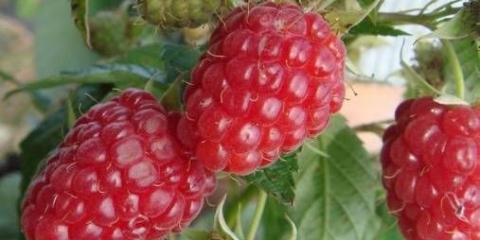 Jesenska ljepota sorte maline: opis i fotografija