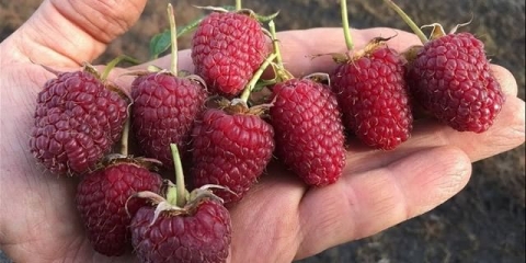 Sorta maline samokhval: fotografija i opis sorte, recenzije