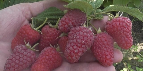 Sokolitsa sorta maline: fotografija i opis, recenzije