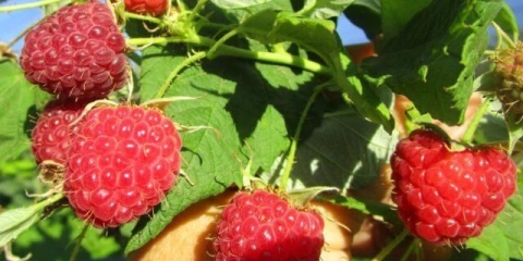 Sorta maline josephine: opis, fotografija, recenzije vrtlara