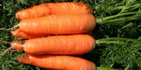 Raznolikost mrkve laguna f1: opis i recenzije