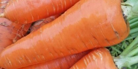 Sorta šargarepe moskva zima a 515: opis, fotografije i recenzije