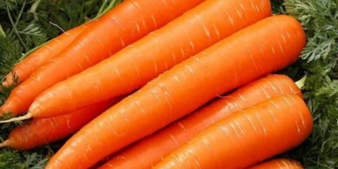 Šargarepa sorta niioh 336: opis, fotografije i recenzije